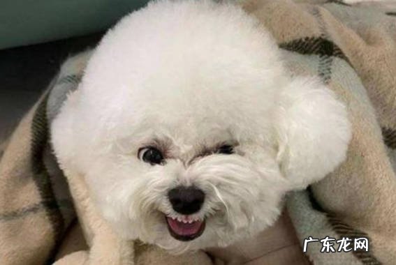 容貌不受控制 串串比熊有什么缺点