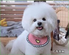容貌不受控制 串串比熊有什么缺点