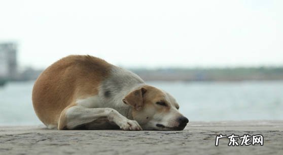 和主人接触亲密 临死前的狗狗有什么表现