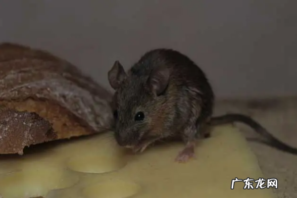 家里有老鼠了怎么解决,家里进老鼠了应该怎么办