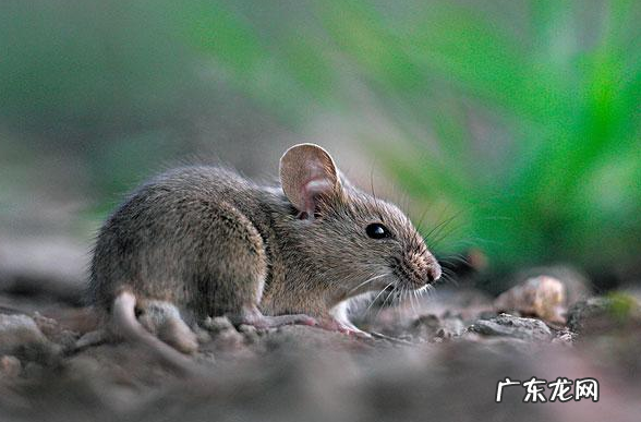 家里有老鼠了怎么解决,家里进老鼠了应该怎么办