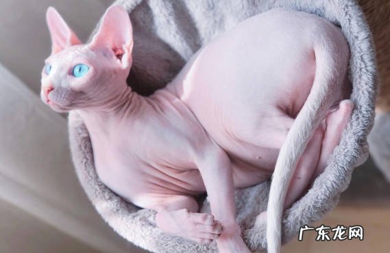 矮脚猫 需要珍惜的短命猫有哪些