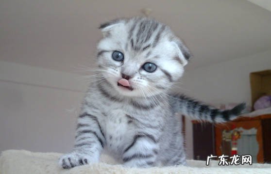 矮脚猫 需要珍惜的短命猫有哪些