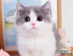 矮脚猫 需要珍惜的短命猫有哪些