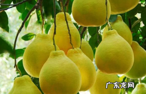 柚子里面长黄胶能吃,柚子里面有金黄胶状物柚子还能吃