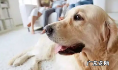 被狗咬后打狂犬疫苗的时间,狗咬以后多长时间是最佳打针的时间多少钱