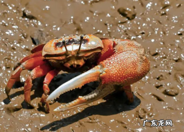 螃蟹做熟之后可以放多久,螃蟹煮熟后能放多久 吃也是有讲究的