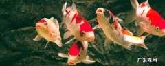 板井锦鲤的特点 锦鲤的特点