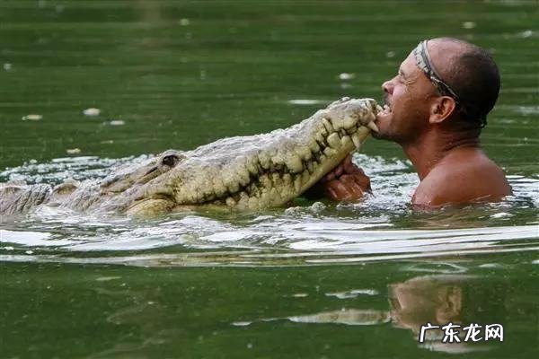 鳄鱼有舌头,鳄鱼有舌头为什么