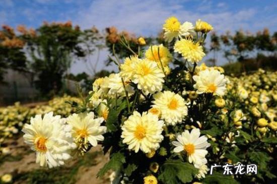 白色菊花寓意着什么,白菊花代表什么意思