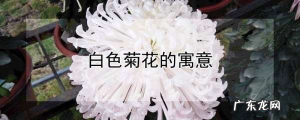 白色菊花寓意着什么,白菊花代表什么意思