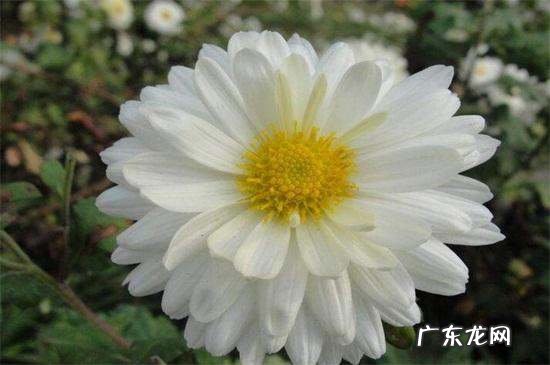 白色菊花寓意着什么,白菊花代表什么意思