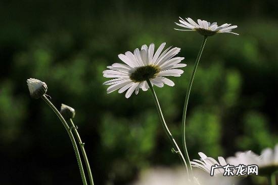 白色菊花寓意着什么,白菊花代表什么意思