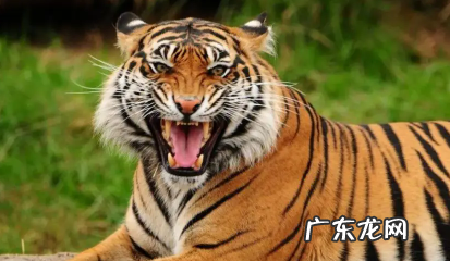 百兽之王是谁,百兽之王是谁森林之王是谁故事