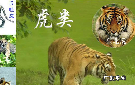 百兽之王是谁,百兽之王是谁森林之王是谁故事