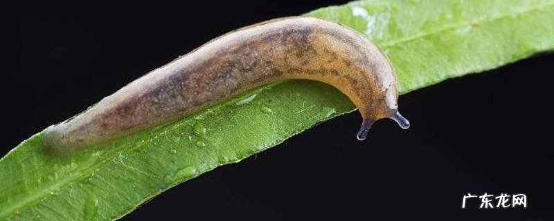嫪毐有什么特点 蛞蝓的特点
