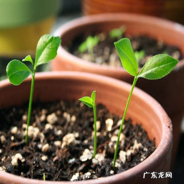 花盆里的蜈蚣会爬到家里,花盆里的蜈蚣会爬到家里