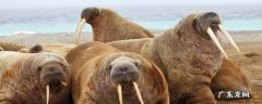 海象的特点和本领 海象的特点