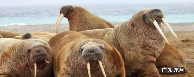 海象的特点和本领 海象的特点