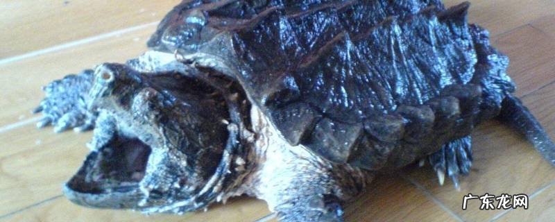 关于鳄龟的介绍 蛇鳄龟的特点