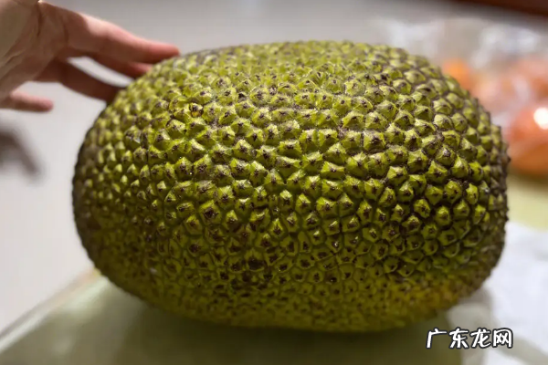 如何挑选好吃的菠萝蜜,菠萝蜜怎么挑选才好吃