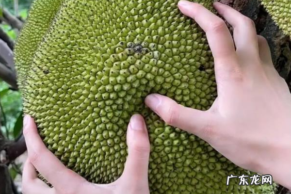 如何挑选好吃的菠萝蜜,菠萝蜜怎么挑选才好吃