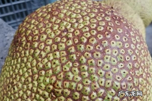 如何挑选好吃的菠萝蜜,菠萝蜜怎么挑选才好吃