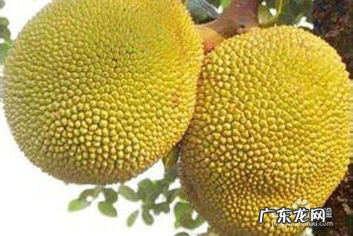 如何挑选好吃的菠萝蜜,菠萝蜜怎么挑选才好吃