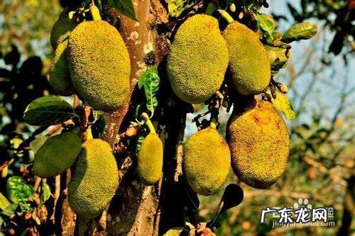 如何挑选好吃的菠萝蜜,菠萝蜜怎么挑选才好吃