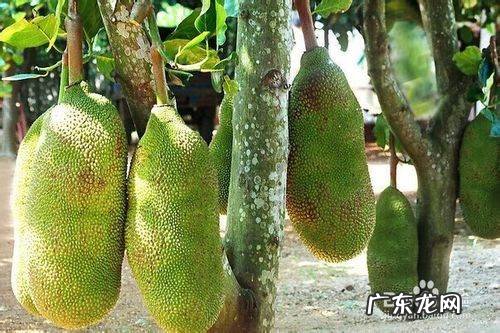 如何挑选好吃的菠萝蜜,菠萝蜜怎么挑选才好吃