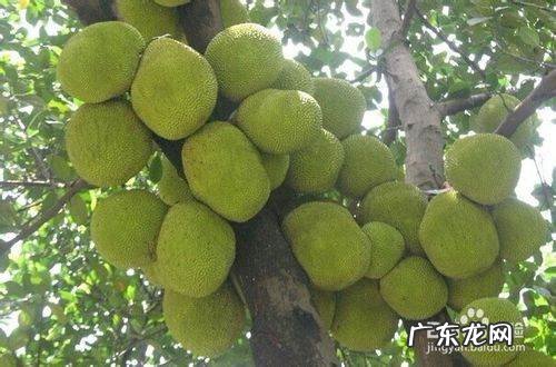 如何挑选好吃的菠萝蜜,菠萝蜜怎么挑选才好吃