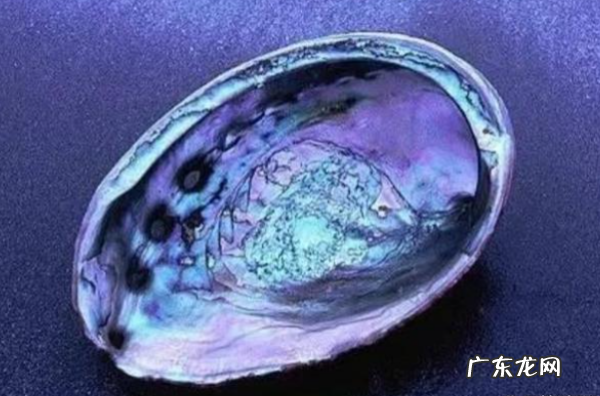 鲍鱼用什么呼吸,下列只能用肺呼吸的动物是A. 鳄鱼 B. 蟾蜍 C. 鲍鱼 D. 中华鲟