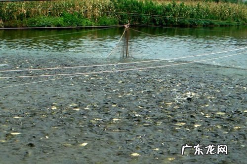 池塘水面上有红铁锈怎么办,池塘水面上有红铁锈怎么去除