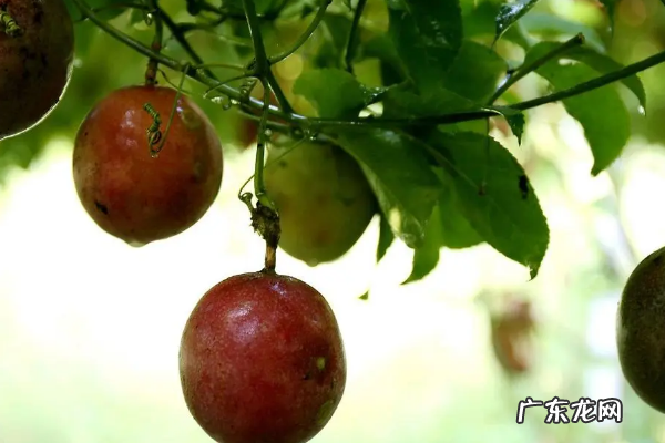 百香果是什么季节的水果,百香果是什么季节的水果
