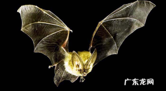 蝙蝠是不是鸟类,蝙蝠也是一种鸟类这个说法是正确的