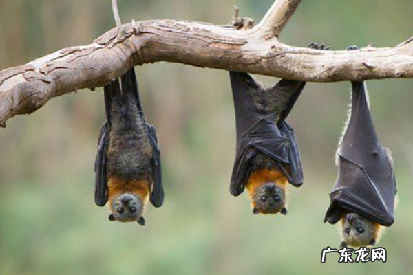 蝙蝠是不是鸟类,蝙蝠也是一种鸟类这个说法是正确的