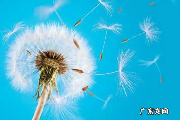 蒲公英的花什么样,蒲公英长什么样子 真实