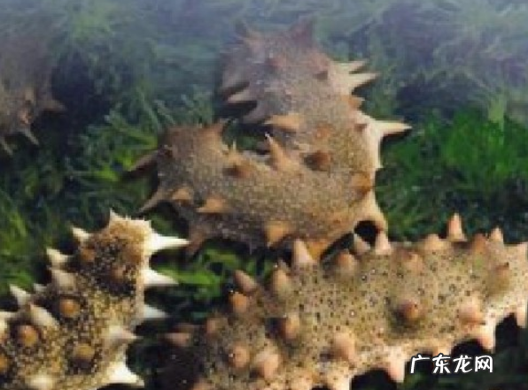 养殖海参和野生海参的区别在哪里,野生海参和人工养殖的怎么辨别