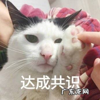 00克纯黑巧克力热量,胜利牌巧克力多少钱一盒