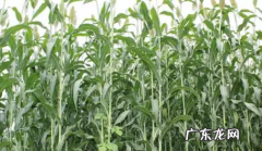 东北甜杆学名叫什么,西瓜属于植物还是水果