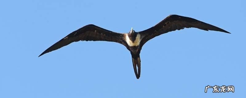 军舰鸟长啥样 军舰鸟的特点