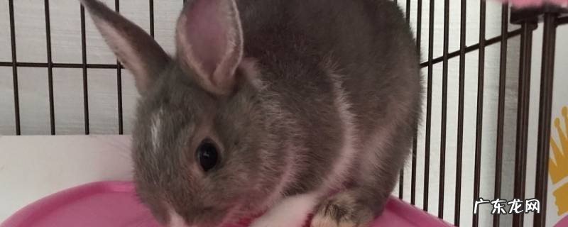 荷兰侏儒兔的特点 荷兰兔是侏儒兔吗
