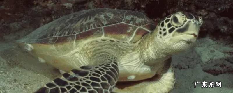丽龟是海龟吗 太平洋丽龟的特点