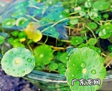 铜钱草水培方法,铜钱草怎么养水培繁殖
