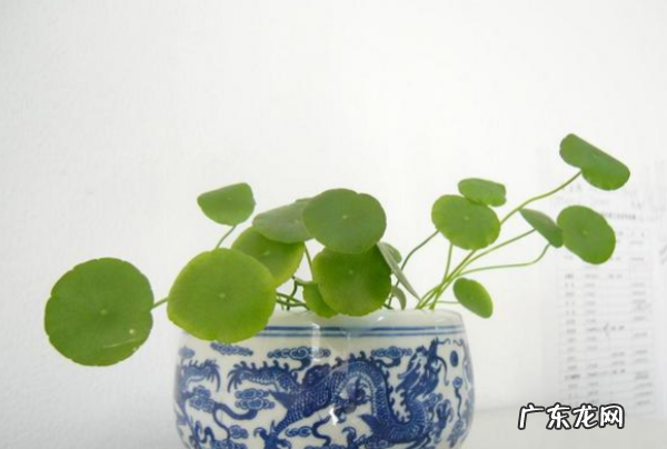 铜钱草水培方法,铜钱草怎么养水培繁殖