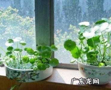铜钱草水培方法,铜钱草怎么养水培繁殖