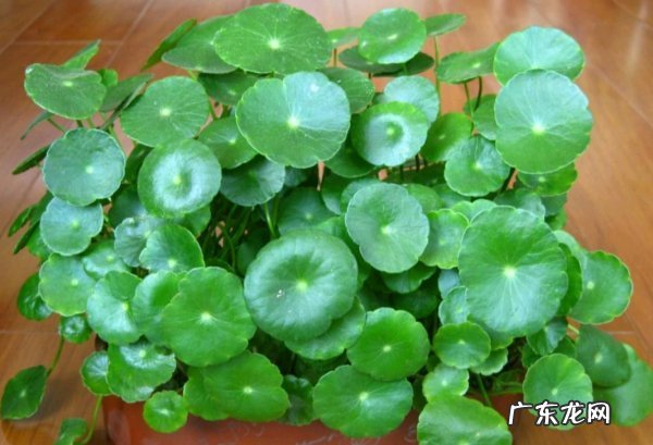 铜钱草水培方法,铜钱草怎么养水培繁殖