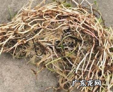 铜钱草水培方法,铜钱草怎么养水培繁殖