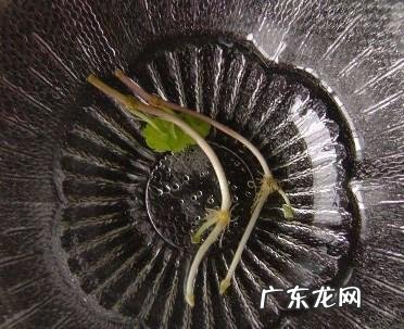 铜钱草水培方法,铜钱草怎么养水培繁殖
