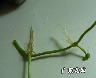 铜钱草水培方法,铜钱草怎么养水培繁殖